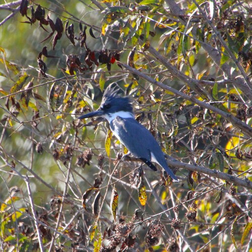 iNaturalist observation photo of Belted Kingfisher