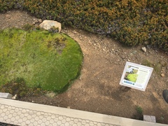 Abrotanella forsteroides