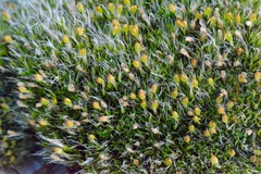 Coscinodon calyptratus