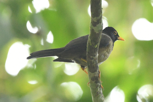 Black-hooded Thrush (Turdus olivater), photo 5