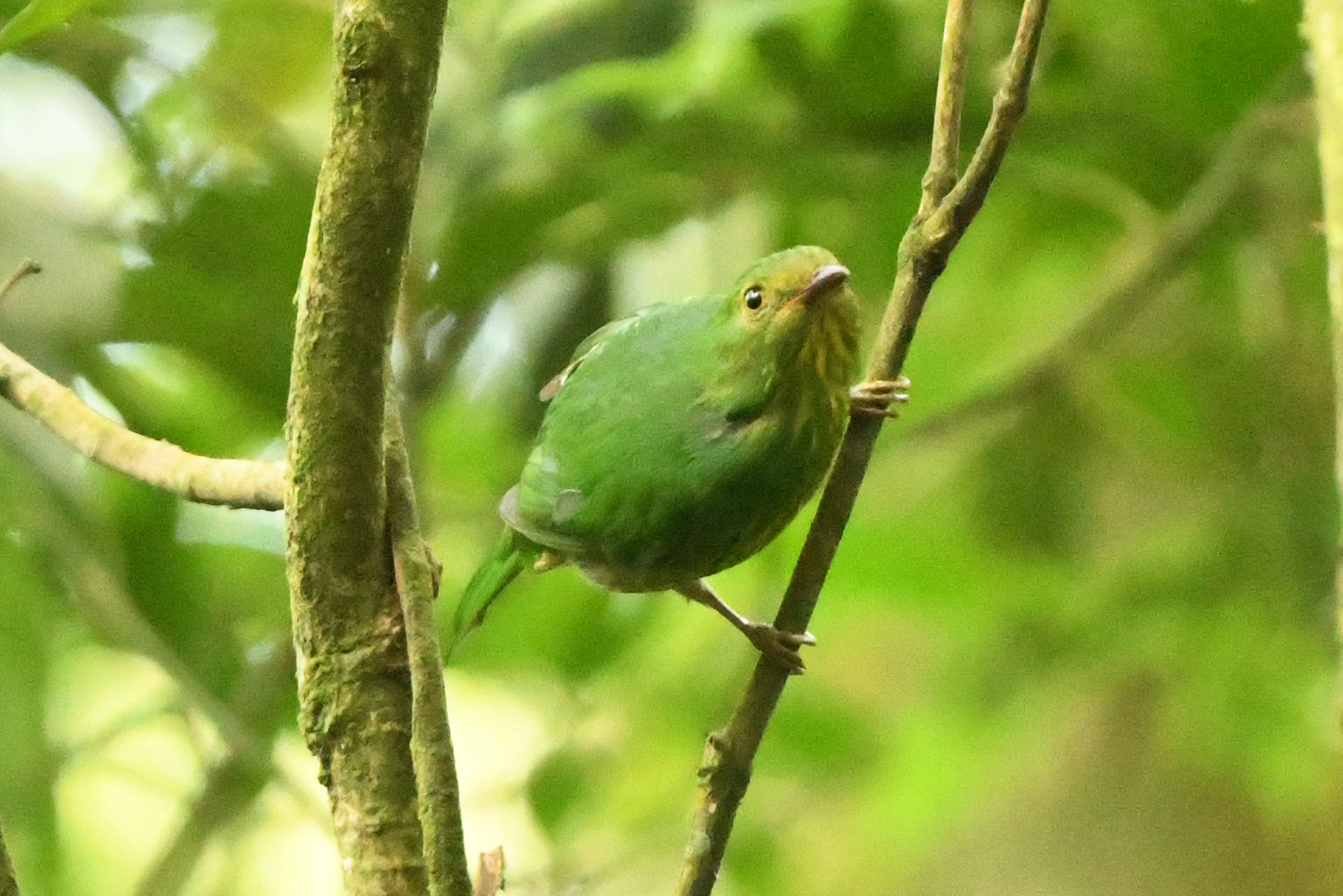 Golden-breasted Fruiteater (Pipreola aureopectus), photo 4