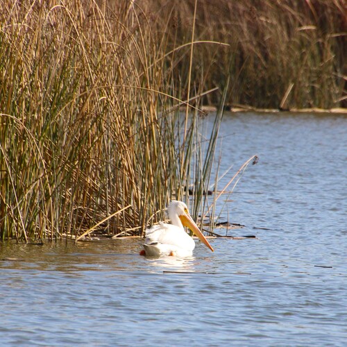 iNaturalist observation photo of American White Pelican