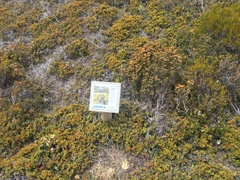 Epacris serpyllifolia