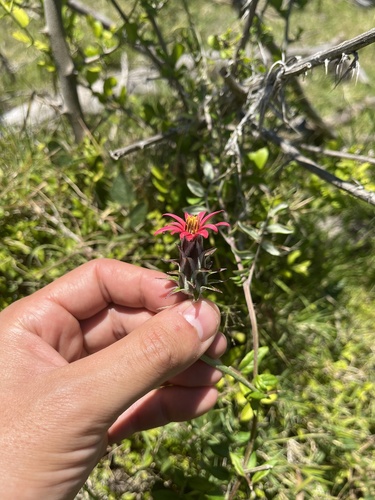 Mutisia coccinea, photograph 3