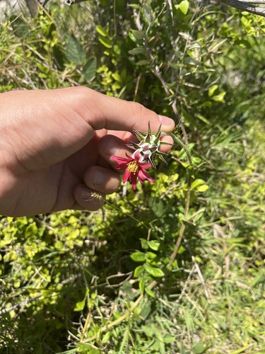 Mutisia coccinea, photograph 5
