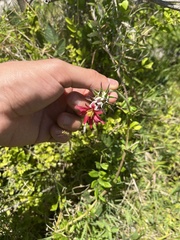 Mutisia coccinea, photograph (c) Gastón Repetto, some rights reserved (CC BY)