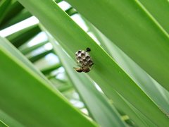 Polistes humilis humilis
