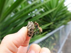 Polistes humilis humilis