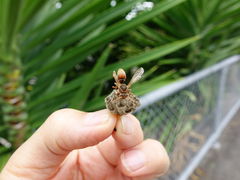 Polistes humilis humilis