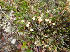 Cassiope tetragona tetragona