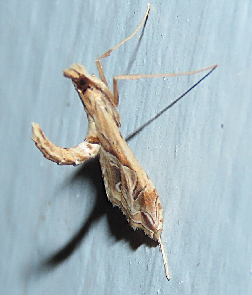 Eastern Lineodes Moth