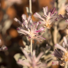 Ptilotus sessilifolius