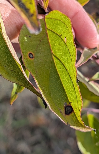 Unknown species found near Lakeside At Frisco Bridges, Frisco, TX 75034, USA