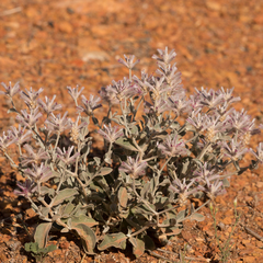 Ptilotus sessilifolius