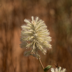 Ptilotus nobilis