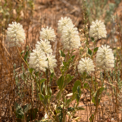 Ptilotus nobilis