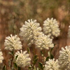 Ptilotus nobilis