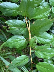 Itea rhamnoides