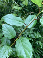 Itea rhamnoides
