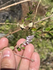 Aloysia chamaedryfolia