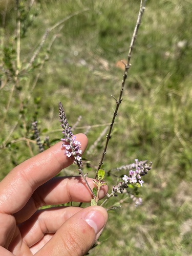 Aloysia chamaedryfolia, photograph 2