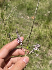 (c) Gastón Repetto, some rights reserved (CC BY) Aloysia chamaedryfolia, photograph (c) Gastón Repetto, some rights reserved (CC BY)