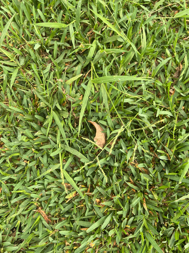 Urochloa glumaris observed 2025-12-19