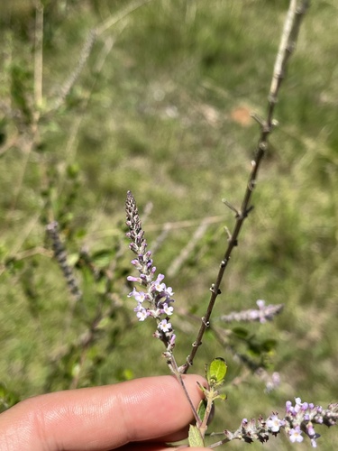Aloysia chamaedryfolia, photograph 4