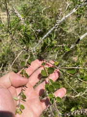 (c) Gastón Repetto, some rights reserved (CC BY) Aloysia chamaedryfolia, photograph (c) Gastón Repetto, some rights reserved (CC BY)