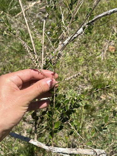 Aloysia chamaedryfolia, photograph 6