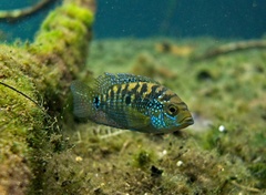 Jack Dempsey photo 2