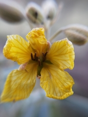 Senna covesii