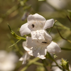 Eremophila polyclada