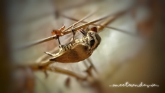 Picumnus innominatus