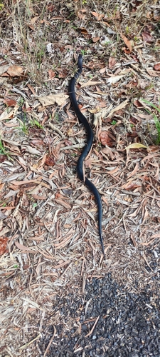 Red-bellied Black Snake sighting