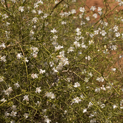 Eremophila polyclada