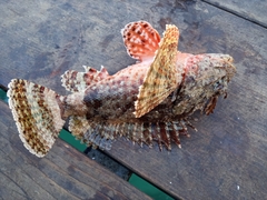 Scorpaena guttata