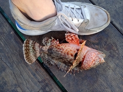 Scorpaena guttata