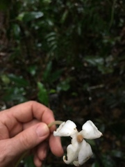 Posoqueria latifolia