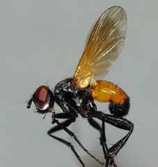 Huttonobesseria verecunda