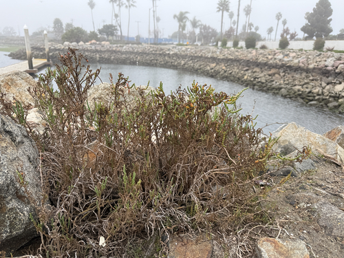 Parish's glasswort (Arthroceras subterminale)