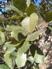 Quercus jonesii