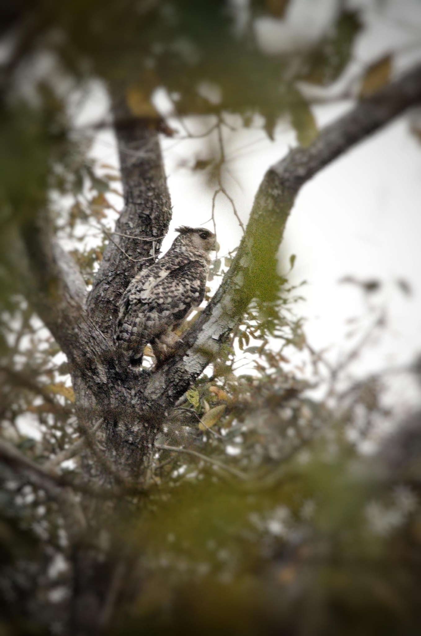 Spot-bellied Eagle-Owl