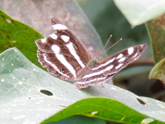 Dynamine postverta mexicana