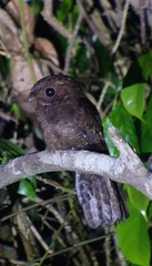 Brown Nightjar photo 2