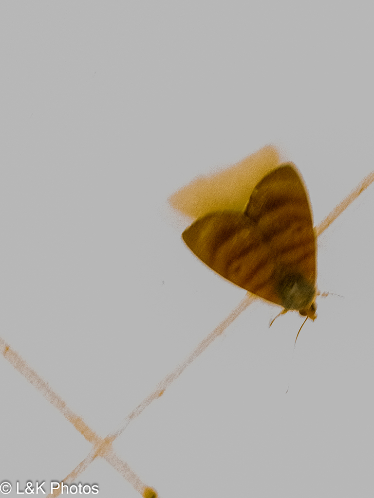 Ceromacra tymber