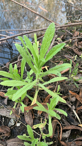 iNaturalist observation photo of Spanish False Fleabane