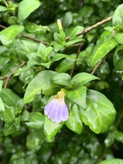 Sclerochiton harveyanus