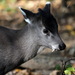 Tufted Deer - Photo (c) Николай Усик, some rights reserved (CC BY-SA)