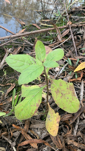 iNaturalist observation photo of marsh fleabane